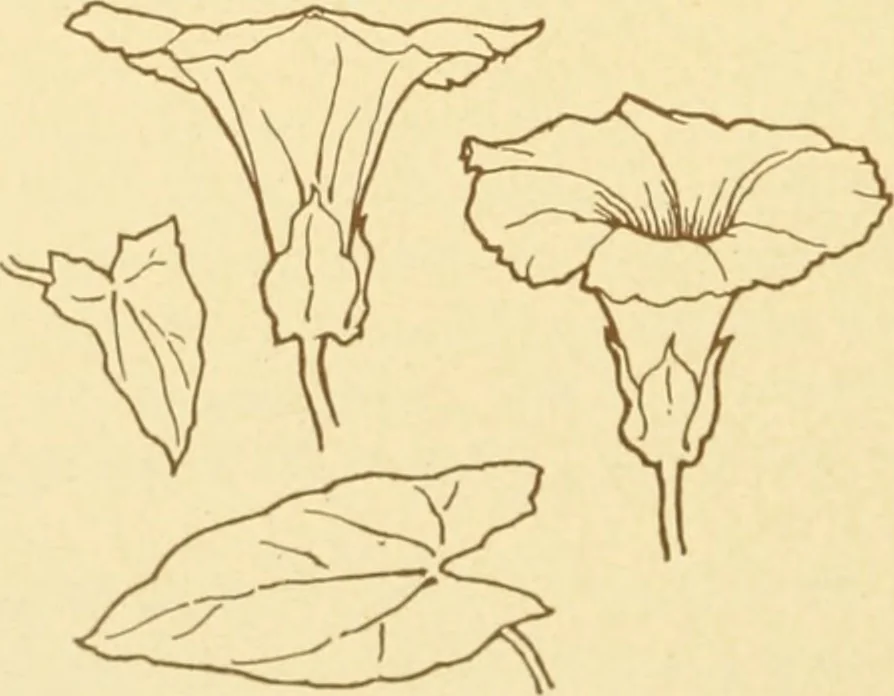 An illustration from Design and representation, 1910, leaf 113
