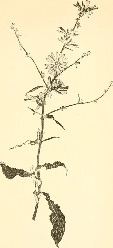 An illustration from Design and representation, 1910, leaf 118