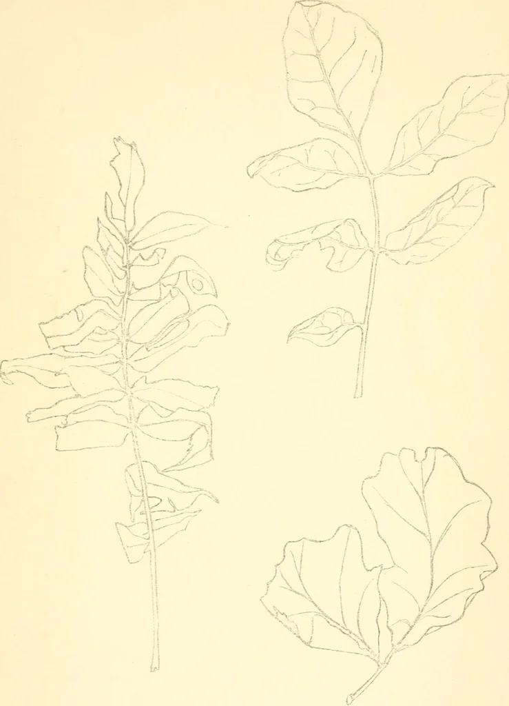 An illustration from Design and representation, 1910, leaf 120