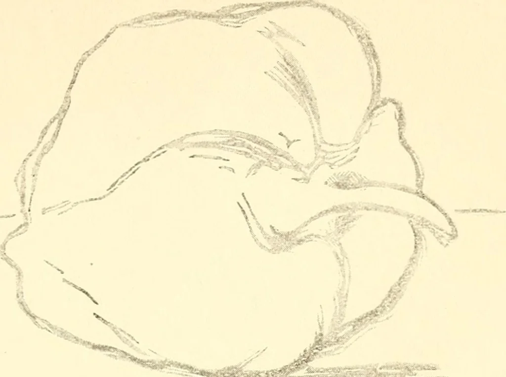 An illustration from Design and representation, 1910, leaf 122