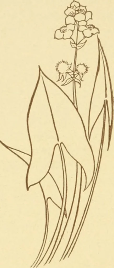 An illustration from Design and representation, 1910, leaf 125
