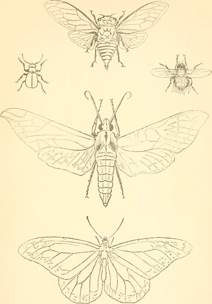 An illustration from Design and representation, 1910, leaf 126