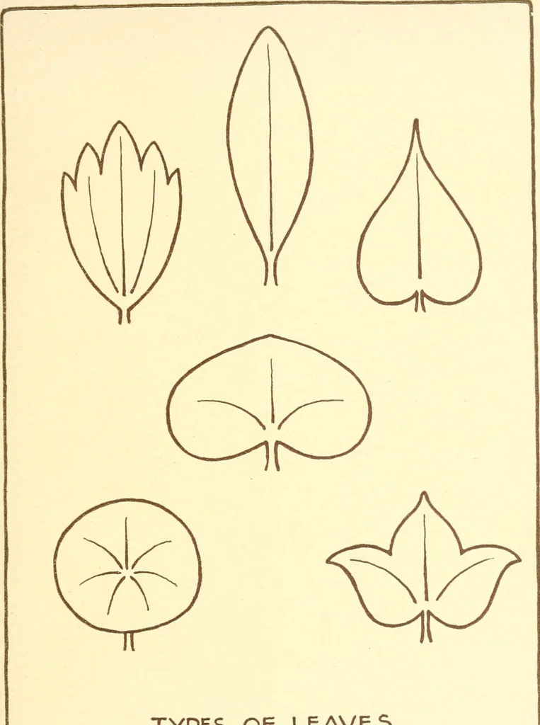 An illustration from Design and representation, 1910, leaf 46