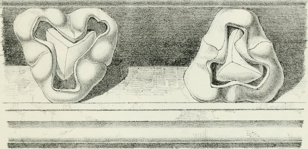 An illustration from Designs for Gothic ornaments & furniture, after the ancient manner, for ecclesiastical and domestic purposes, for the use of architects, and workers in metal, stone, wood, etc., etc, 1854, leaf 30