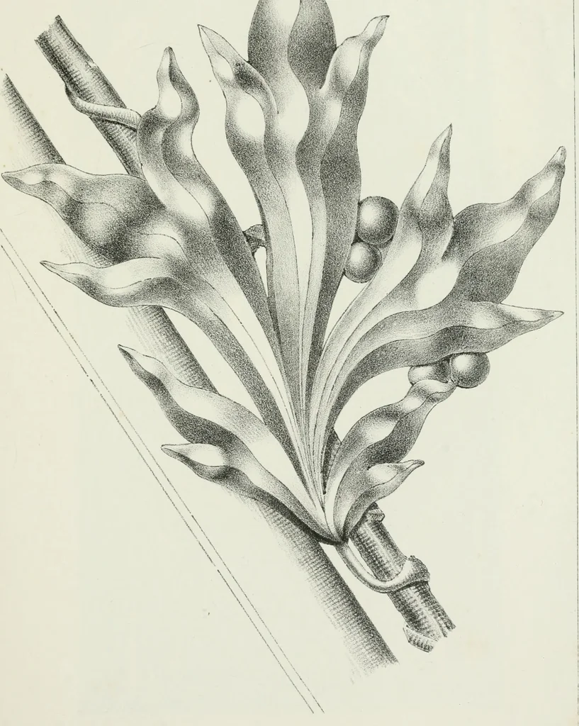 An illustration from Designs for Gothic ornaments & furniture, after the ancient manner, for ecclesiastical and domestic purposes, for the use of architects, and workers in metal, stone, wood, etc., etc, 1854, leaf 74