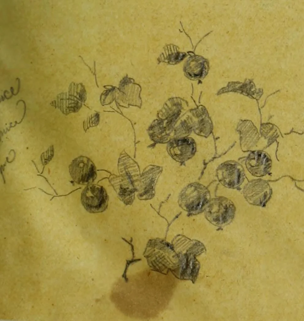 An illustration from [Design tracings, 1875, leaf 50