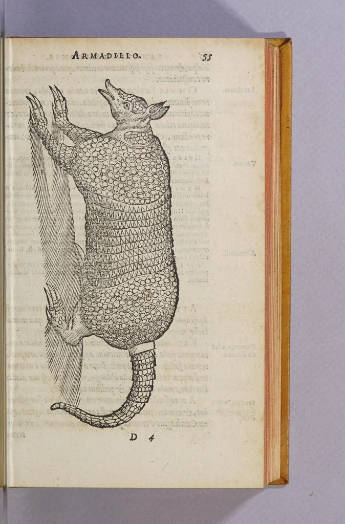 An illustration from De simplicibus medicamentis ex Occidentali India delatis, quorum in medicina vsus est., 1574, leaf 61