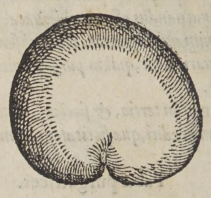 An illustration from De simplicibus medicamentis ex Occidentali India delatis, quorum in medicina vsus est., 1574, leaf 70