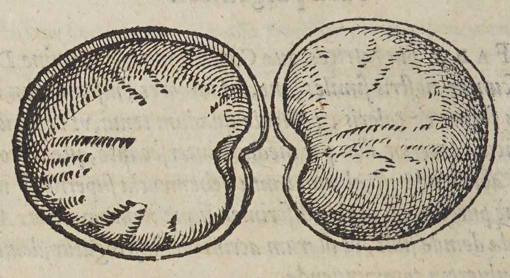 An illustration from De simplicibus medicamentis ex Occidentali India delatis, quorum in medicina vsus est., 1574, leaf 70