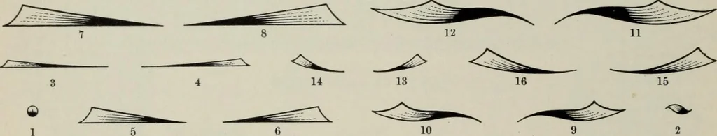 An illustration from Desk book of type specimens, borders, ornaments, brass rules and cuts : catalogue of printing machinery and printers' supplies, 1900, leaf 808