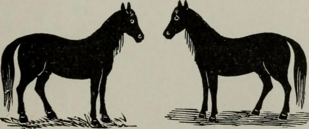 An illustration from Desk book of type specimens, borders, ornaments, brass rules and cuts : catalogue of printing machinery and printers' supplies, 1900, leaf 924
