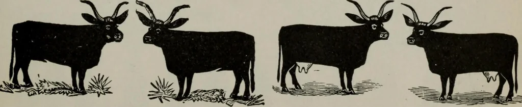 An illustration from Desk book of type specimens, borders, ornaments, brass rules and cuts : catalogue of printing machinery and printers' supplies, 1900, leaf 924
