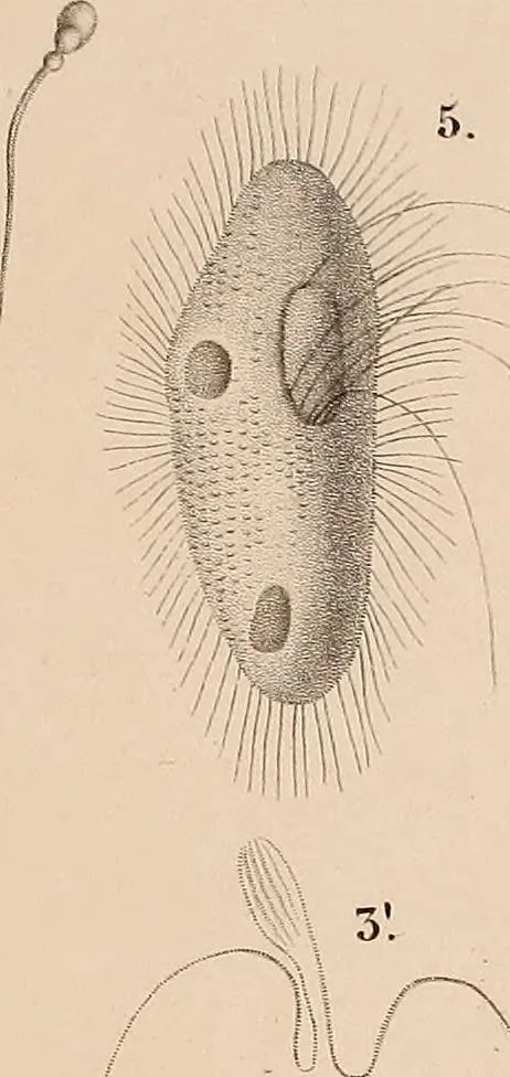 An illustration from Des microscopes et de leur usage : description d'appareils et de procédés nouveaux, suivie d'expériences microscopiques puisées dan les meilleurs ouvrages anciens et les notes de M. Le Baillif, et d'un mémoire sur les diatomées, etc. par M. De Brébisson, 1839, leaf 310