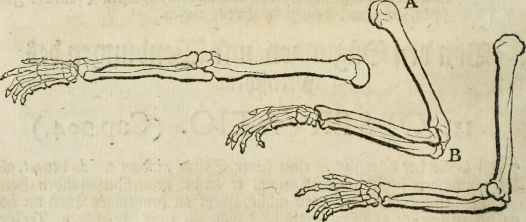 An illustration from Des vortreflichen Florentinischen Mahlers Lionardo da Vinci höchst-nützlicher Tractat von der Mahlerey : aus dem Italiänischen und Frantzöischen in das Teutsche übersetzet : auch nach dem Original mit vielen Kupfern und saubern Holtzschnitten versehen : und mit beygefügten Leben des Auctoris zum Druck befördert, 1747, leaf 43