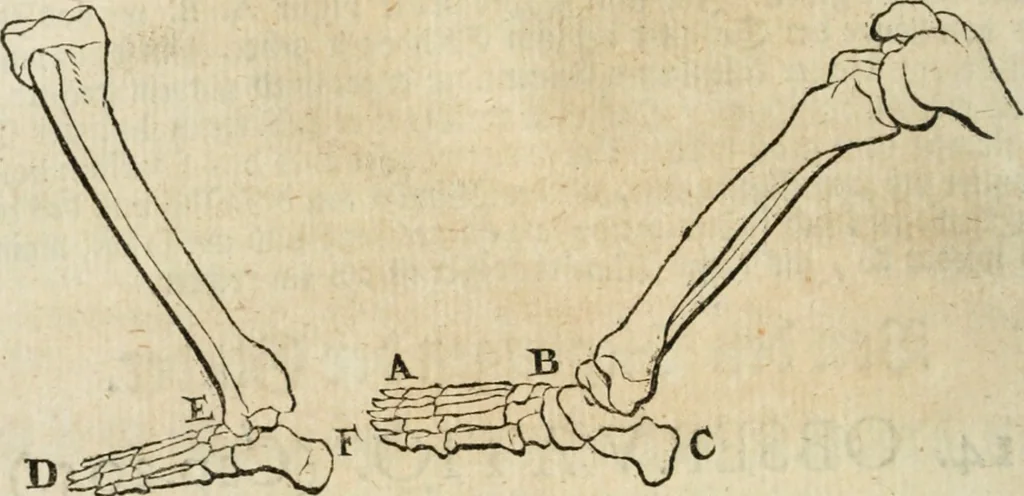 An illustration from Des vortreflichen Florentinischen Mahlers Lionardo da Vinci höchst-nützlicher Tractat von der Mahlerey : aus dem Italiänischen und Frantzöischen in das Teutsche übersetzet : auch nach dem Original mit vielen Kupfern und saubern Holtzschnitten versehen : und mit beygefügten Leben des Auctoris zum Druck befördert, 1747, leaf 45