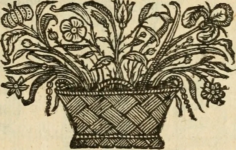 An illustration from De symbolis heroicis libri IX, 1634, leaf 50