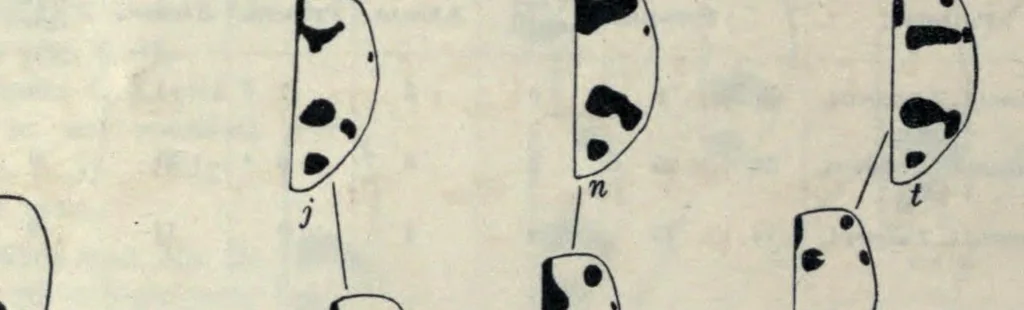 An illustration from Determinate evolution in the color-pattern of the lady-beetles, 1910, leaf 32