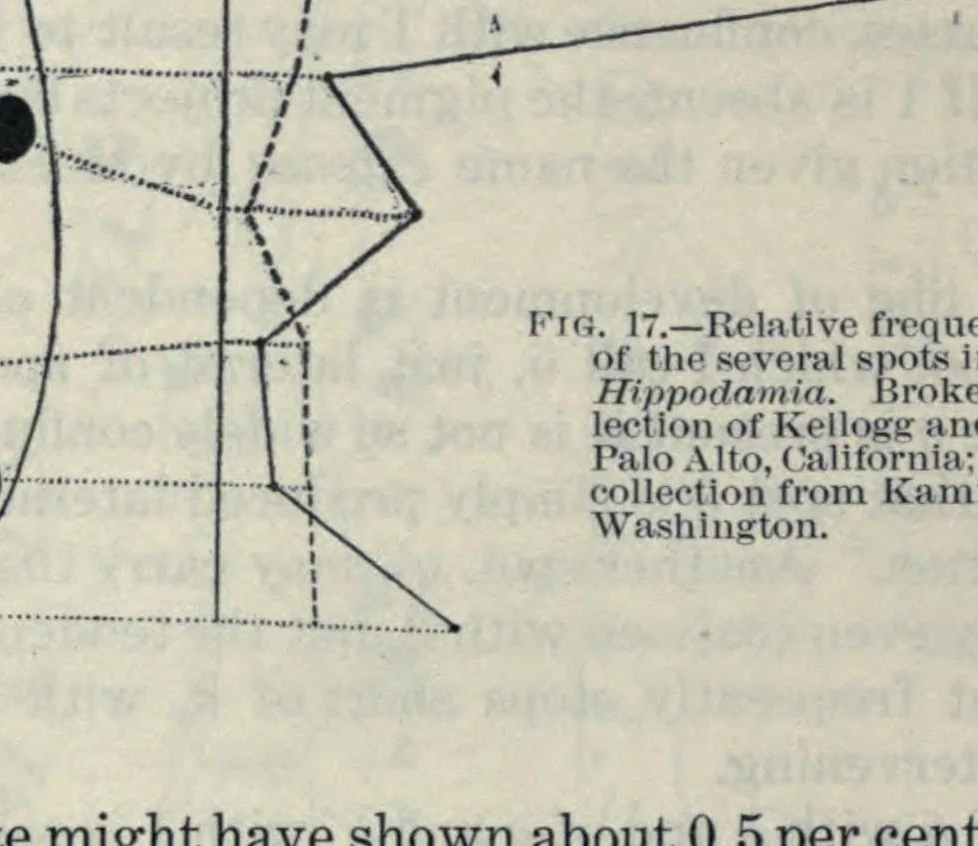 An illustration from Determinate evolution in the color-pattern of the lady-beetles, 1910, leaf 40