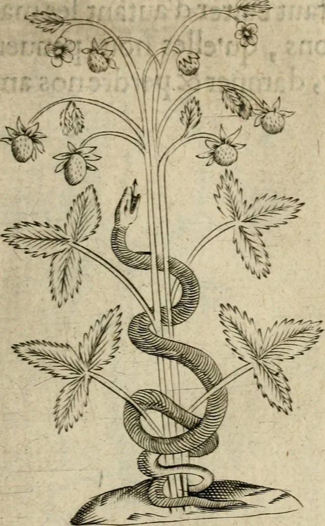 An illustration from Deuises heroiques et emblemes, 1621, leaf 104