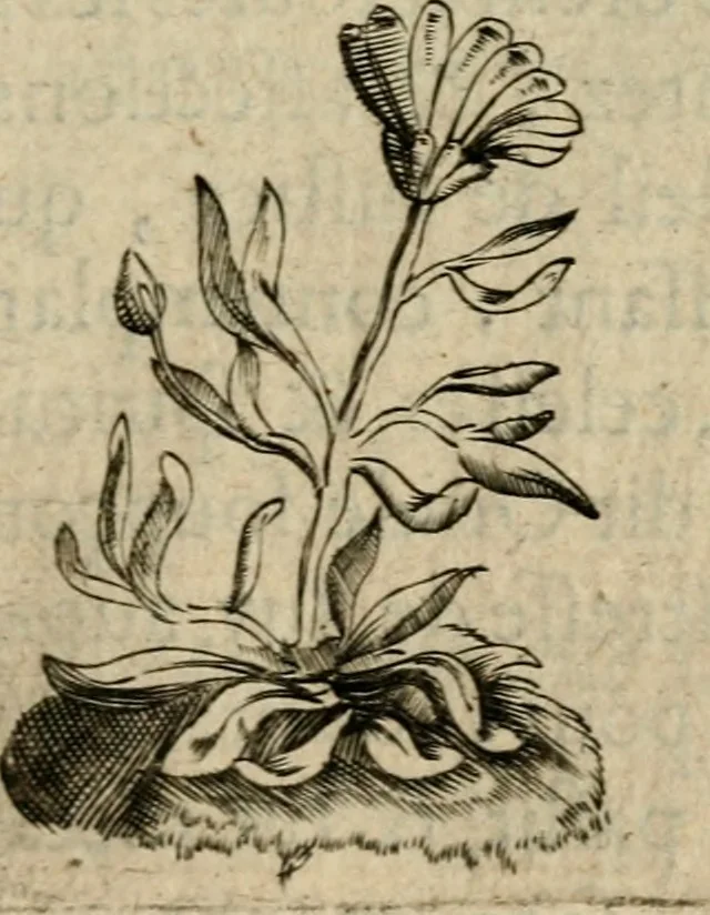 An illustration from Deuises heroiques et emblemes, 1621, leaf 60