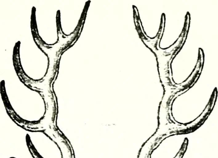 An illustration from Deutsches Geschlechterbuch (Genealogisches Handbuch bürgerlicher Familien.), 1889, leaf 684