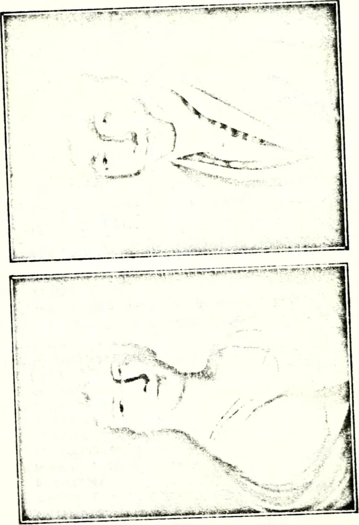 An illustration from Deutsches Geschlechterbuch (Genealogisches Handbuch bürgerlicher Familien.), 1889, leaf 862