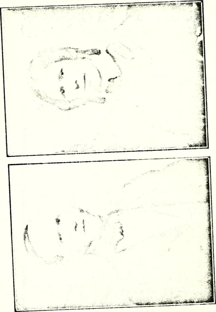 An illustration from Deutsches Geschlechterbuch (Genealogisches Handbuch bürgerlicher Familien.), 1889, leaf 868