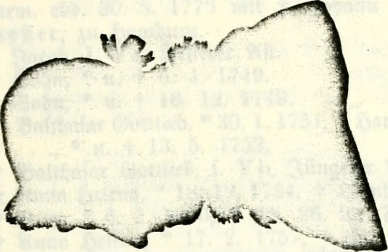 An illustration from Deutsches Geschlechterbuch (Genealogisches Handbuch bürgerlicher Familien.), 1889, leaf 187