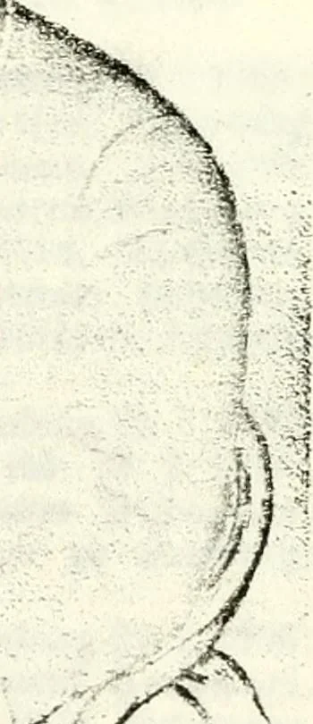 An illustration from Deutsches Geschlechterbuch (Genealogisches Handbuch bürgerlicher Familien.), 1889, leaf 673
