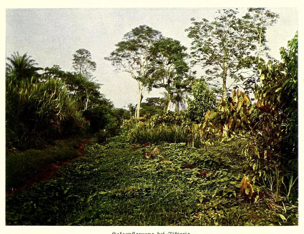 An illustration from Deutschlands Kolonien in achtzig farbenphotographischen Abbildungen : nach eigenen Naturaufnahmen, 1914, leaf 47