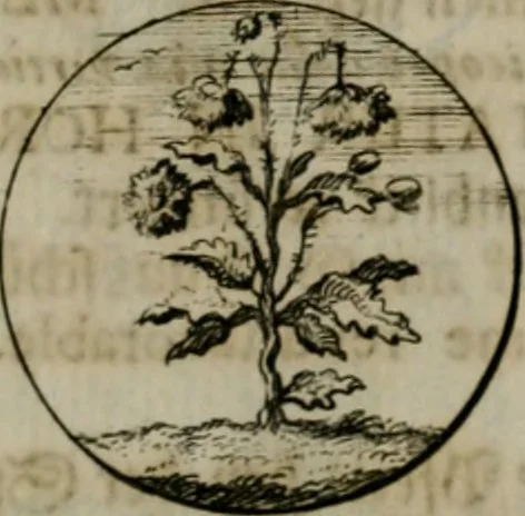 An illustration from Devises et emblemes anciennes & modernes, tirées des plus celebres auteurs, oder, Emblematische Gemüths-Vergnügung : bey Betrachtung siben hundert und funffzehen der curieusesten und ergötzlichen Sinn-Bildern, mit ihren zuständigen teutsch-lateinisch-französisch- und italianischen Beyschrifften, 1695, leaf 22