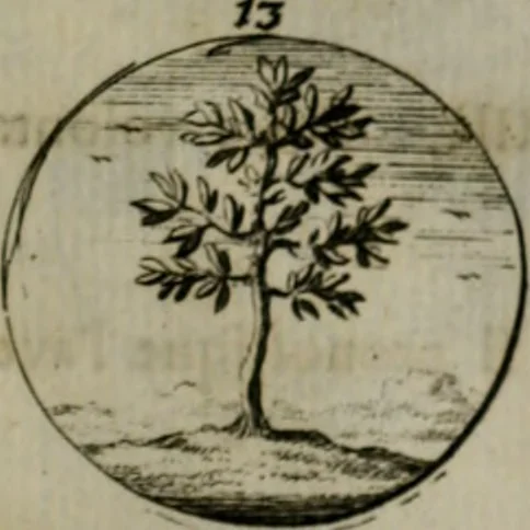 An illustration from Devises et emblemes anciennes & modernes, tirées des plus celebres auteurs, oder, Emblematische Gemüths-Vergnügung : bey Betrachtung siben hundert und funffzehen der curieusesten und ergötzlichen Sinn-Bildern, mit ihren zuständigen teutsch-lateinisch-französisch- und italianischen Beyschrifften, 1695, leaf 34