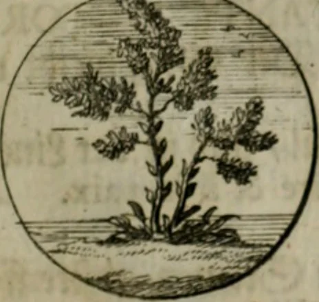An illustration from Devises et emblemes anciennes & modernes, tirées des plus celebres auteurs, oder, Emblematische Gemüths-Vergnügung : bey Betrachtung siben hundert und funffzehen der curieusesten und ergötzlichen Sinn-Bildern, mit ihren zuständigen teutsch-lateinisch-französisch- und italianischen Beyschrifften, 1695, leaf 38