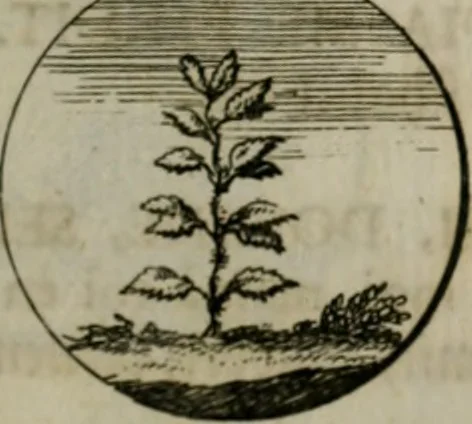 An illustration from Devises et emblemes anciennes & modernes, tirées des plus celebres auteurs, oder, Emblematische Gemüths-Vergnügung : bey Betrachtung siben hundert und funffzehen der curieusesten und ergötzlichen Sinn-Bildern, mit ihren zuständigen teutsch-lateinisch-französisch- und italianischen Beyschrifften, 1695, leaf 62