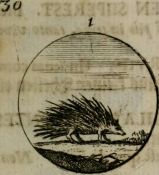 An illustration from Devises et emblemes anciennes & modernes, tirées des plus celebres auteurs, oder, Emblematische Gemüths-Vergnügung : bey Betrachtung siben hundert und funffzehen der curieusesten und ergötzlichen Sinn-Bildern, mit ihren zuständigen teutsch-lateinisch-französisch- und italianischen Beyschrifften, 1695, leaf 68
