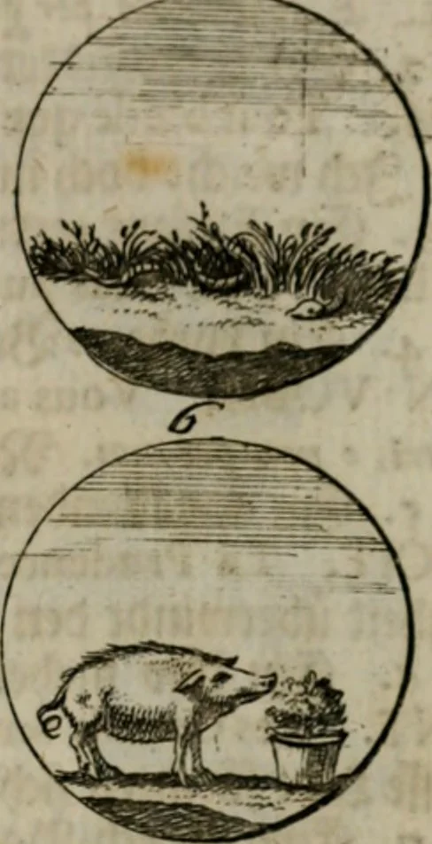 An illustration from Devises et emblemes anciennes & modernes, tirées des plus celebres auteurs, oder, Emblematische Gemüths-Vergnügung : bey Betrachtung siben hundert und funffzehen der curieusesten und ergötzlichen Sinn-Bildern, mit ihren zuständigen teutsch-lateinisch-französisch- und italianischen Beyschrifften, 1695, leaf 70