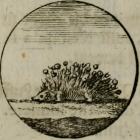 An illustration from Devises et emblemes anciennes & modernes, tirées des plus celebres auteurs, oder, Emblematische Gemüths-Vergnügung : bey Betrachtung siben hundert und funffzehen der curieusesten und ergötzlichen Sinn-Bildern, mit ihren zuständigen teutsch-lateinisch-französisch- und italianischen Beyschrifften, 1695, leaf 74