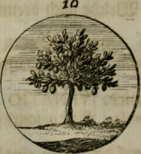 An illustration from Devises et emblemes anciennes & modernes, tirées des plus celebres auteurs, oder, Emblematische Gemüths-Vergnügung : bey Betrachtung siben hundert und funffzehen der curieusesten und ergötzlichen Sinn-Bildern, mit ihren zuständigen teutsch-lateinisch-französisch- und italianischen Beyschrifften, 1695, leaf 76