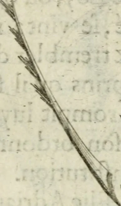 An illustration from Devises heroiques et emblemes, 1622, leaf 214