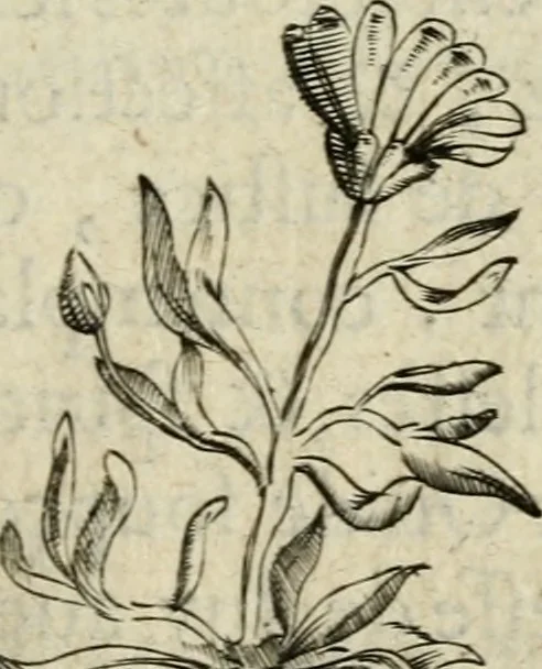 An illustration from Devises heroiques et emblemes, 1622, leaf 60