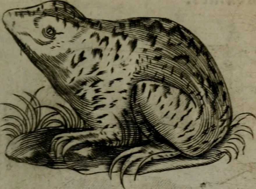 An illustration from Devises heroiques, et emblemes, 1614, leaf 86