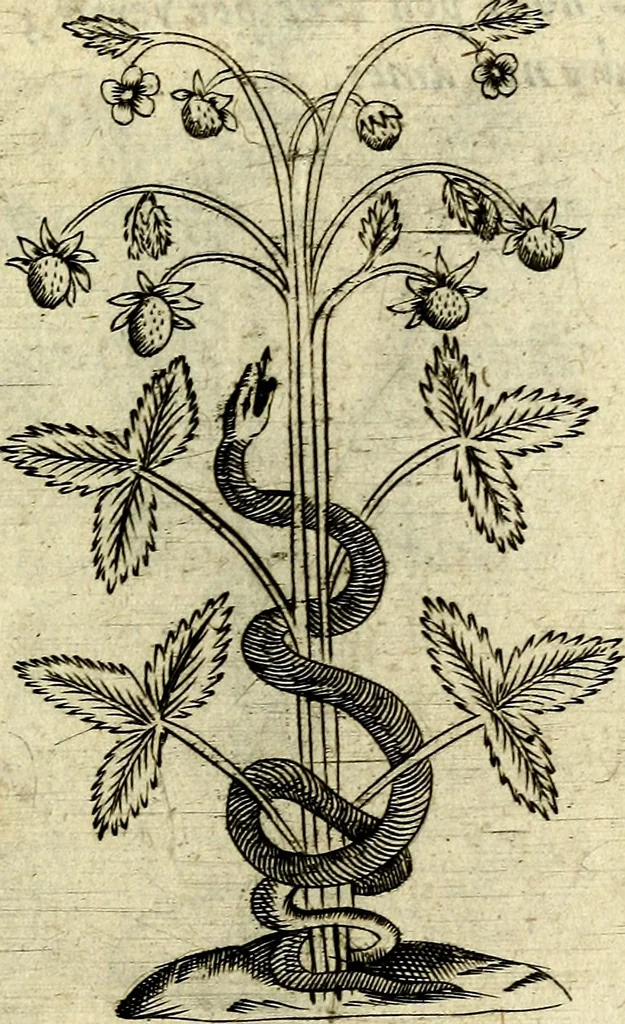 An illustration from Devises heroiques, et emblemes, 1614, leaf 96