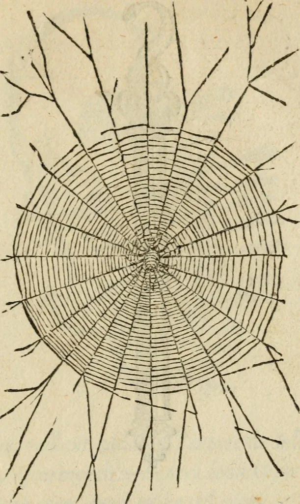 An illustration from Devises heroïqves, 1557, leaf 124