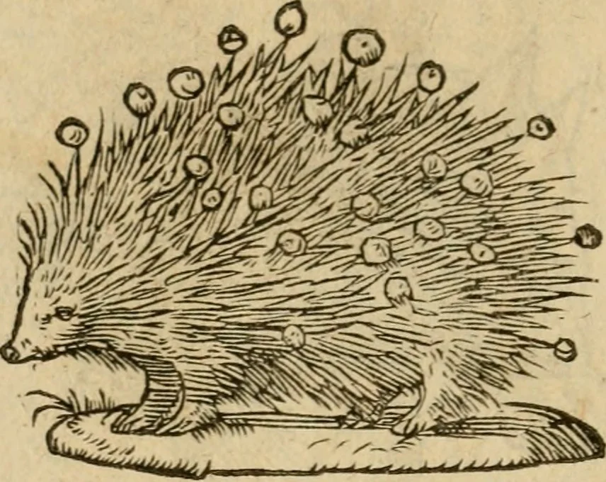 An illustration from Devises heroïqves, 1557, leaf 143