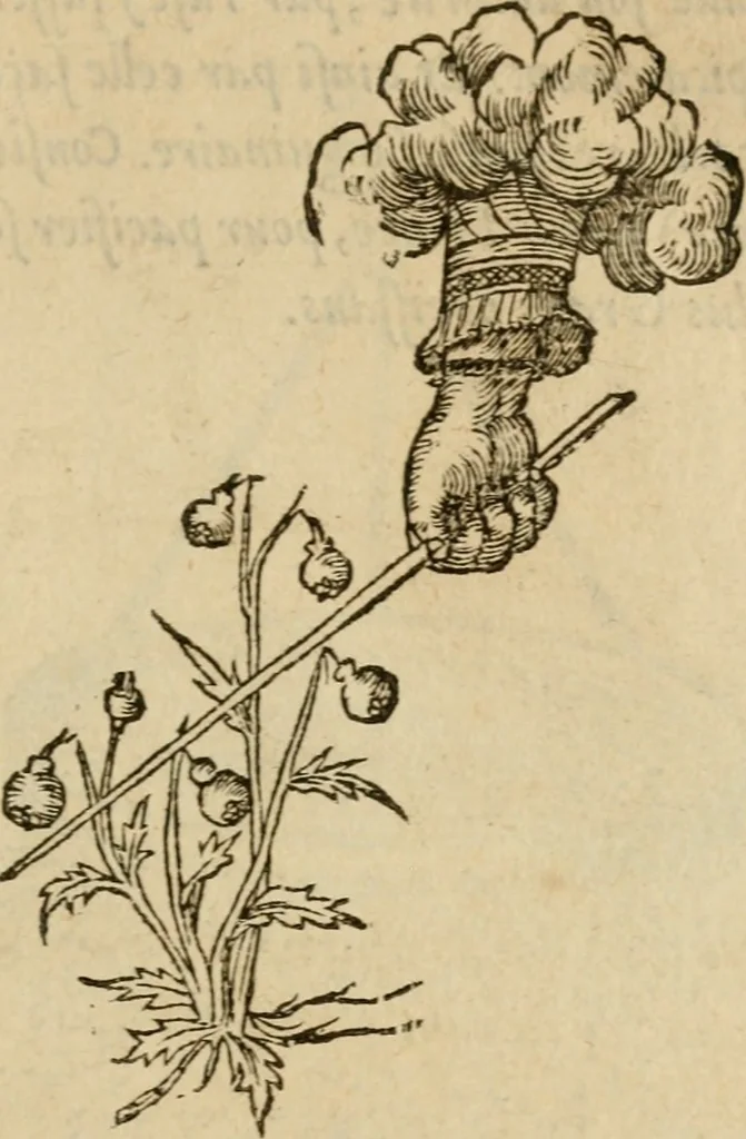An illustration from Devises heroïqves, 1557, leaf 146