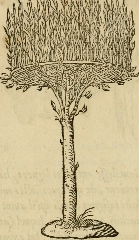 An illustration from Devises heroïqves, 1557, leaf 153