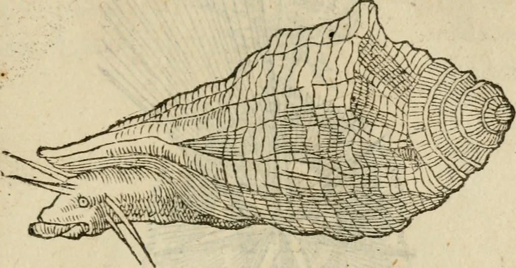 An illustration from Devises heroïqves, 1557, leaf 166