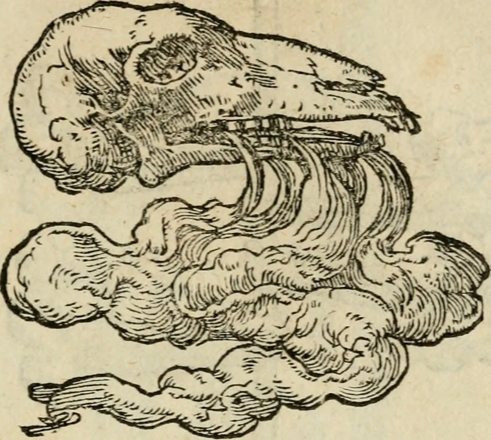 An illustration from Devises heroïqves, 1557, leaf 184