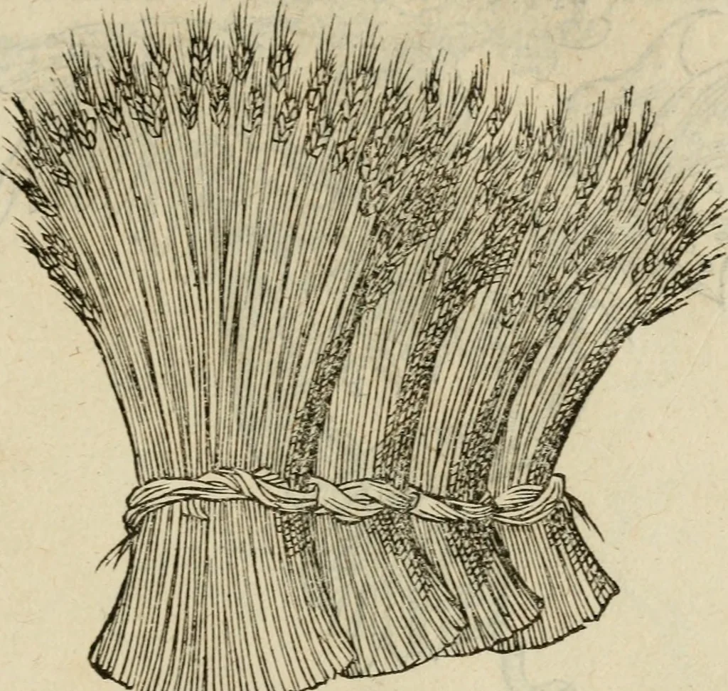 An illustration from Devises heroïqves, 1557, leaf 204