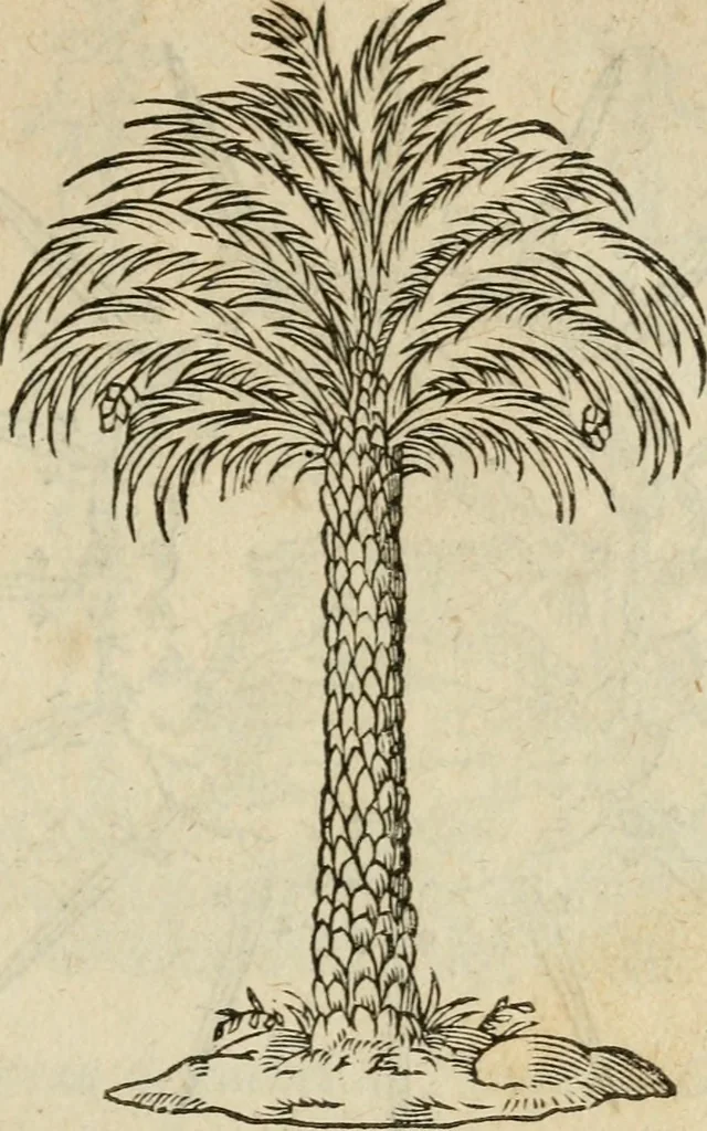 An illustration from Devises heroïqves, 1557, leaf 208